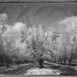 Blooming Almond Trees